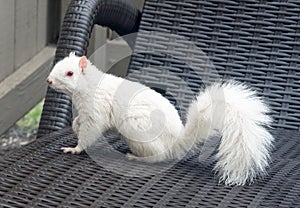 White Albino Squirrel on Wicker Chaise
