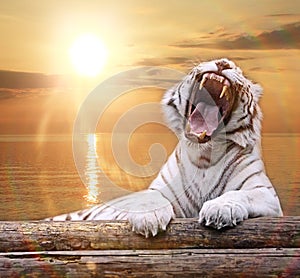 White albino tiger