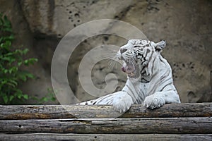 White albino tiger