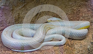 White albino western rat snake, color mutation, popular reptile specie from America