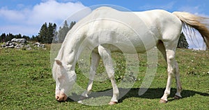 white albino young horse while grazing in mountain