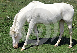 albino young horse while grazing in mountain photo