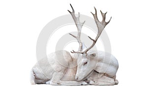 White albus deer lay