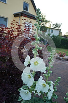 White Alcea rosea blooms in June in the garden. Berlin, Germany