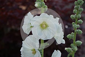 White Alcea rosea blooms in June in the garden. Berlin, Germany