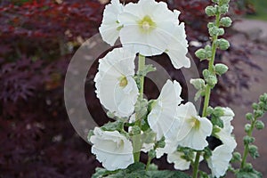 White Alcea rosea blooms in June in the garden. Berlin, Germany