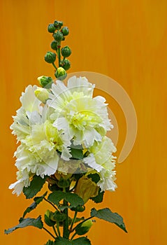 White alcea rosea or hollyhock flower photo