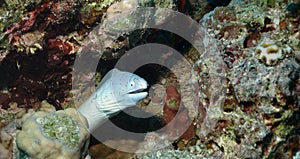 White ale between rocks