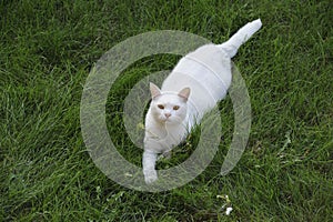 White alert cat in the field