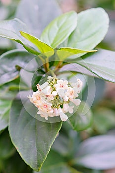 White Alligator weed flower