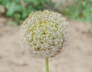 White Allium flowers, ball flower, genus of monocotyledonous