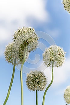 White alliums in Cornwall england uk.