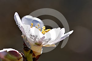 White almond blossom covered with dew