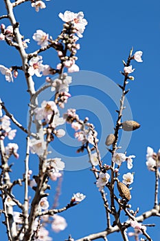 White Almond blossom flower against a blue sky, vernal blooming of almond tree flowers in Spain, spring, almond nut close up with