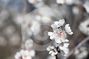 White Almond blossom flower against a blue sky, vernal blooming of almond tree flowers in Spain, spring, almond nut close up with