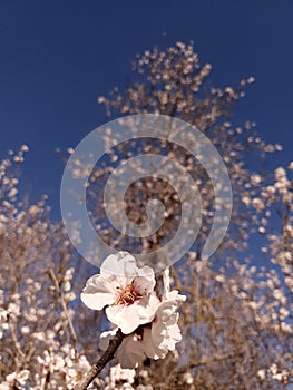 White Almond blossom flower against a blue sky, vernal blooming of almond tree flowers in Spain, spring, almond nut close up with