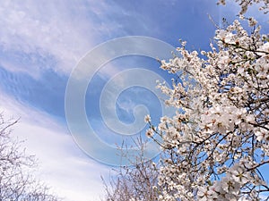 White almond blossom tree photo background