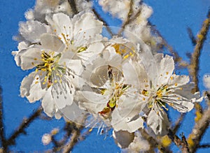 White almond blossoms in a Mediterranean field