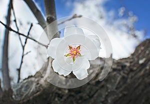 White almond flower closeup