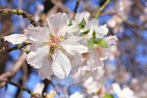 White almond flowers blossom on the tree photo