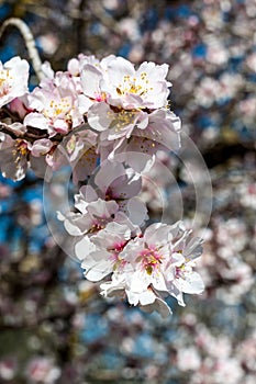 White almond flowers in spring