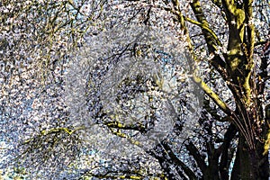 White almond tree blossom