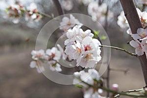White Almond tree flowers focus over blurred branches background early spring seasonal plant blooming