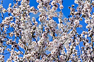 White almond tree flowers in spring. Almond fields.