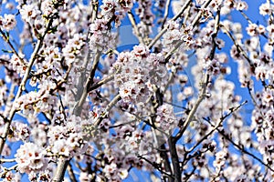 White almond tree flowers in spring. Almond fields.