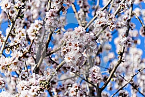White almond tree flowers in spring. Almond fields.