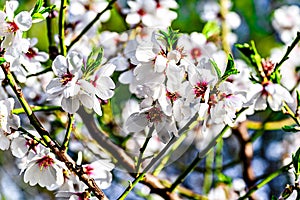 White almond tree flowers in spring. Almond fields.