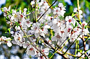 White almond tree flowers in spring. Almond fields.