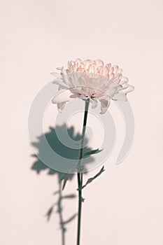 White alone chrysanthemums flower and shadow on beige pink wall vertical background. Minimalist still life