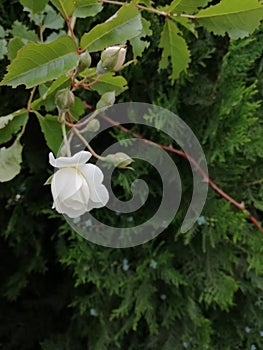 White alone flower of rose on the bush in park photo