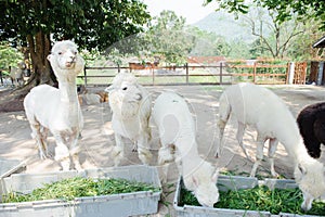 White alpaca