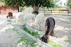 White alpaca