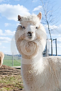 White Alpaca