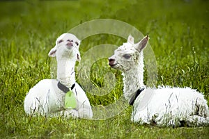 White alpaca babies