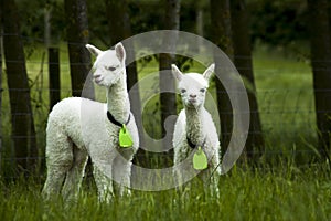 White alpaca babies