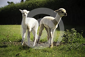 White alpaca babies on a farm photo