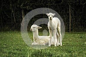 White alpaca babies on a farm photo