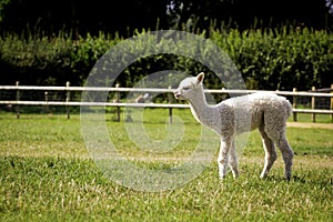 White alpaca baby on the grass