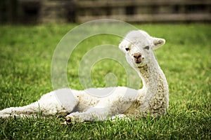 White alpaca baby on the grass