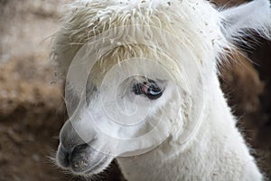 White alpaca with blue eyes