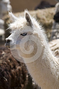 White Alpaca with Blue Eyes
