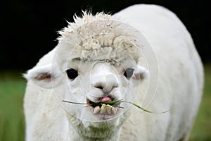 A white alpaca with crooked teeth and big eyes is chewing grass and looking at the camera