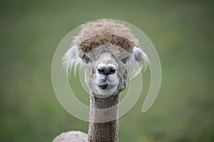 White alpaca with cut hair