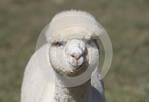 White alpaca face