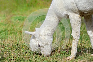 A white alpaca grazes relaxed in a pasture in summer