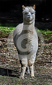 White alpaca on the lawn 1